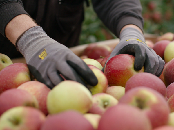 Albert Heijn introduceert Sprank-appel in Nederland